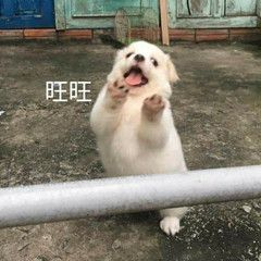 image-20240415180244870